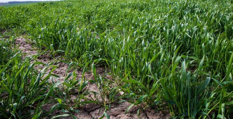 Похолодання призупинило ріст сільгоспкультур — агрометеорологи