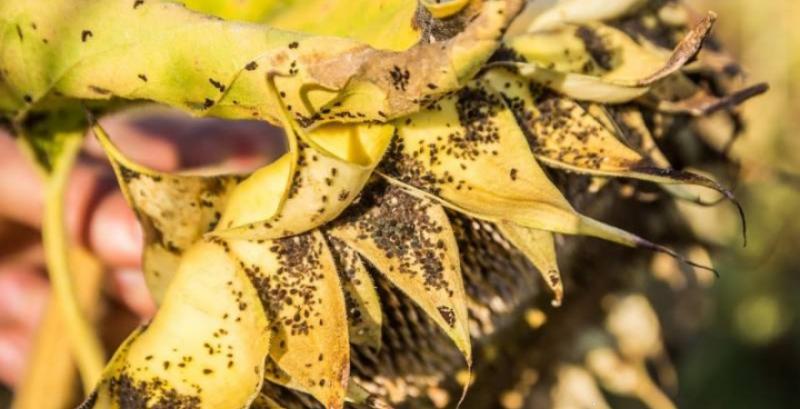 Попелиця на соняшнику Попелиця на соняшнику