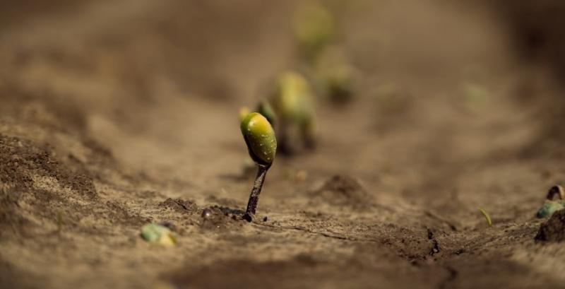 В США стартувала посівна сої під врожай 2026