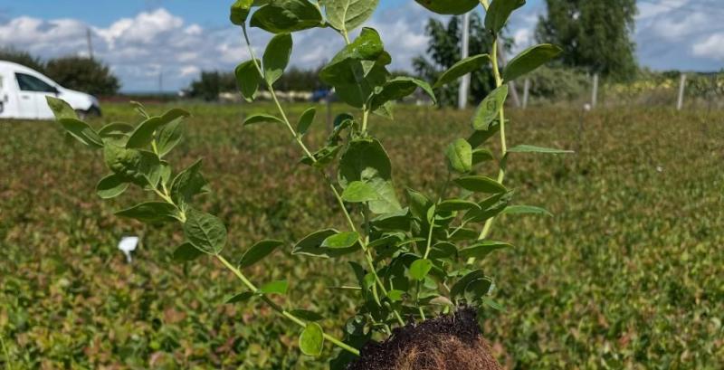 Розсадник з Київщини отримав сертифікат GlobalG.A.P. на саджанці лохини Розсадник з Київщини отримав сертифікат GlobalG.A.P. на саджанці лохини