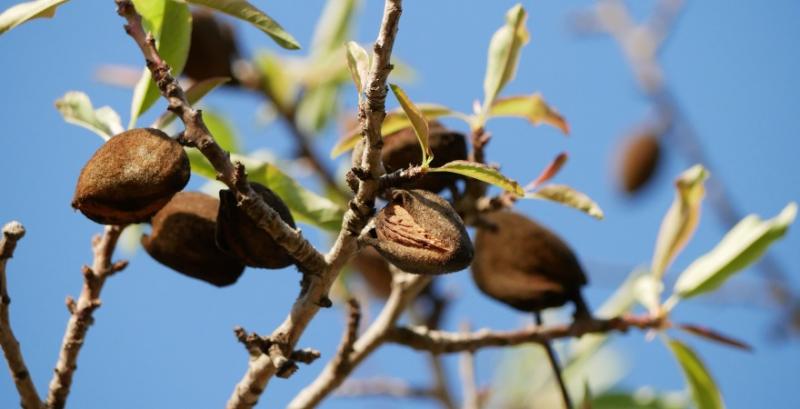 Мигдаль Мигдаль