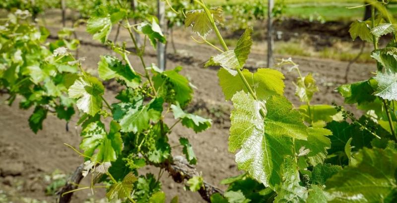 В Україні запрацює єдина система обліку у галузі виноградарства