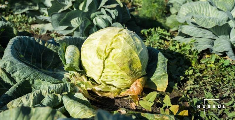 Торішня капуста дорожчає на тлі активізації попиту