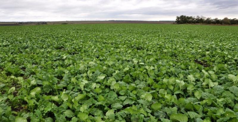 У посівах зростає активність шкідників — аграріям радять посилити інсектицидний захист