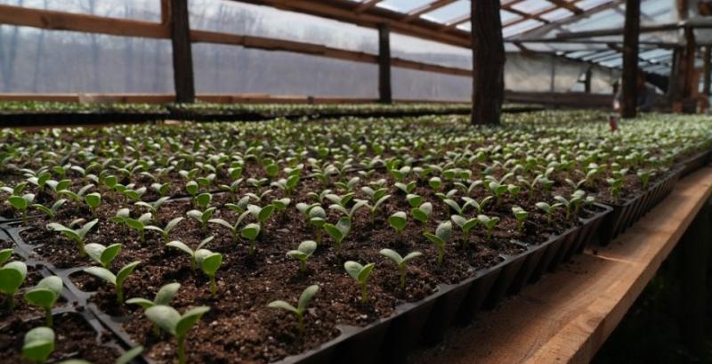 Фермер з Сумщини планує збільшити площі під кавунами