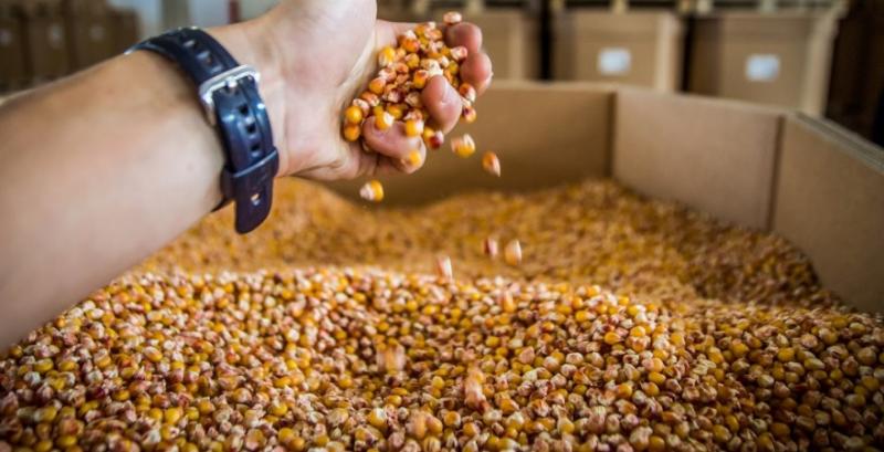 Після зниження ціни на кукурудзу різко розвернулися вгору