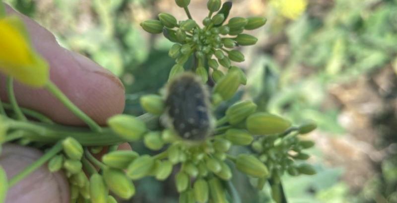 Оленка волохата