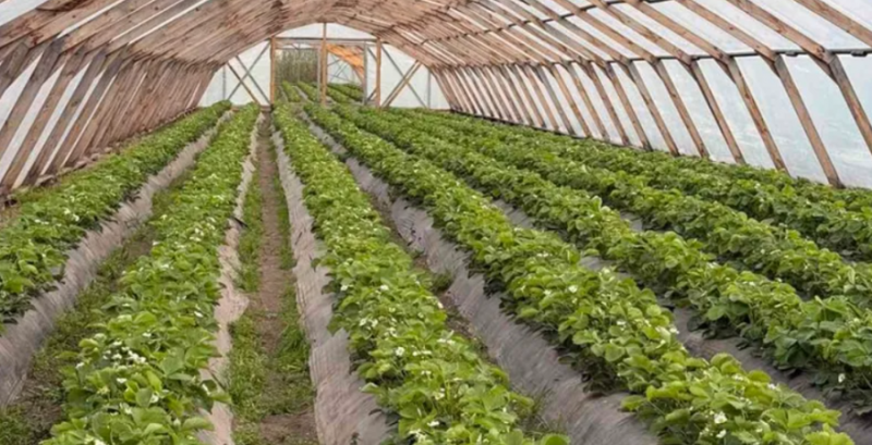 Фермер з Рівненщини орієнтується на преміум-сегмент суниці