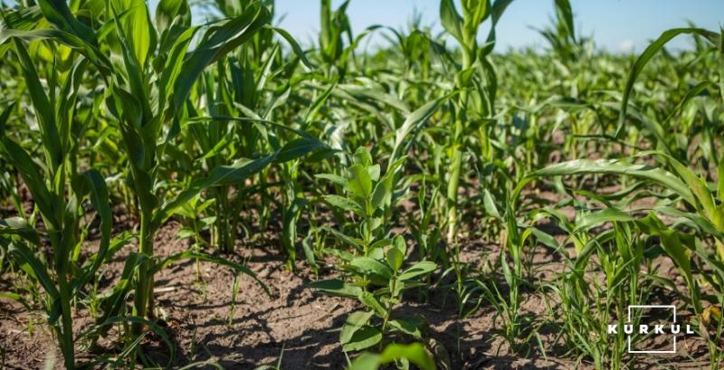 Помилки у застосуванні гербіцидів на кукурудзі можуть призвести до фітотоксичності — фахівець
