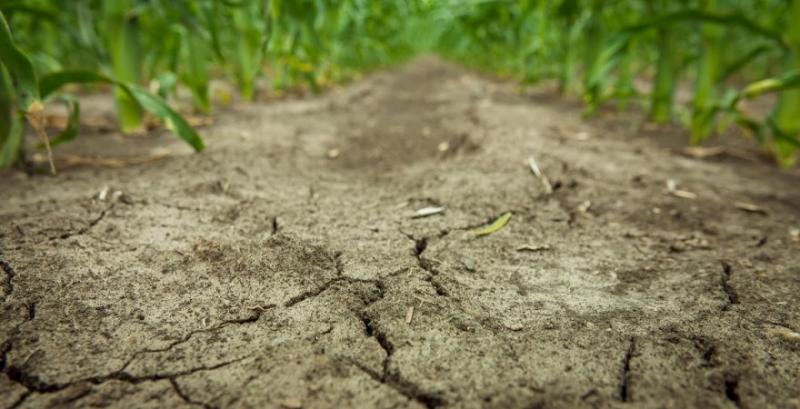 Фермери Херсонщини отримали компенсацію за пошкоджені посіви