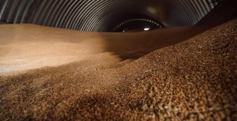 Ціни на продовольчу та фуражну пшеницю залишаються стабільними — аналітики