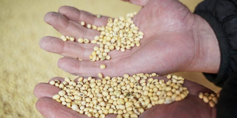 Мінекономіки змінює правила експорту сої та ріпаку