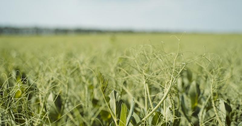 Врожай жовтого гороху в Україні зменшиться на 12%