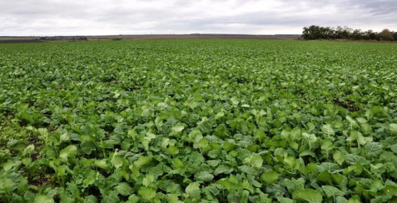 Подолати стрес у сільгоспкультур допоможуть препарати на основі вільних L-амінокислот — фахівець