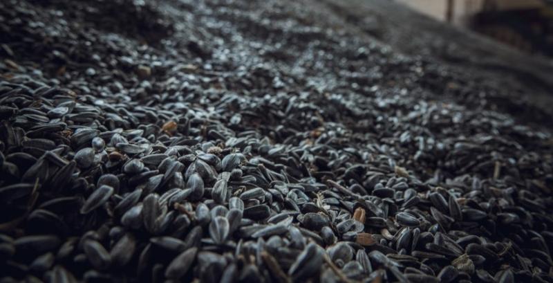 В Україні соняшник подорожчав до $744/т