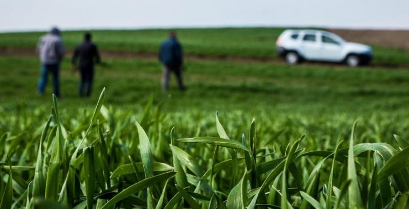 Ріст сільгоспкультур уповільнився через похолодання — агрометеорологи