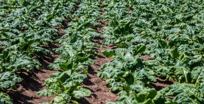 Україна може оновити антирекорд за посівами цукрових буряків