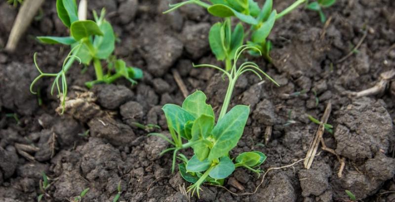 Сходи гороху