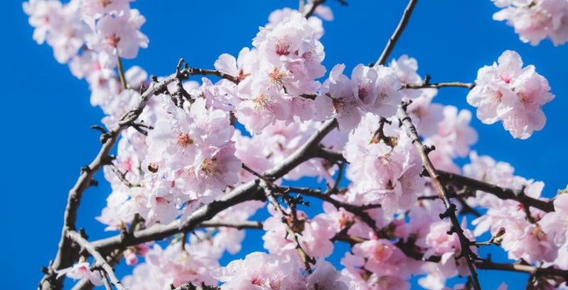 Через приморозки у низці регіонів під загрозою врожай абрикосів, вишень та персиків