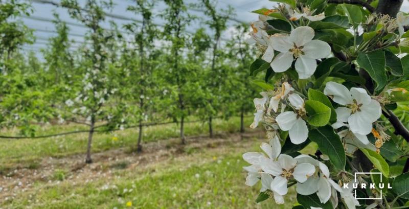У садах зростає ризик грибкових хвороб через нестабільну погоду