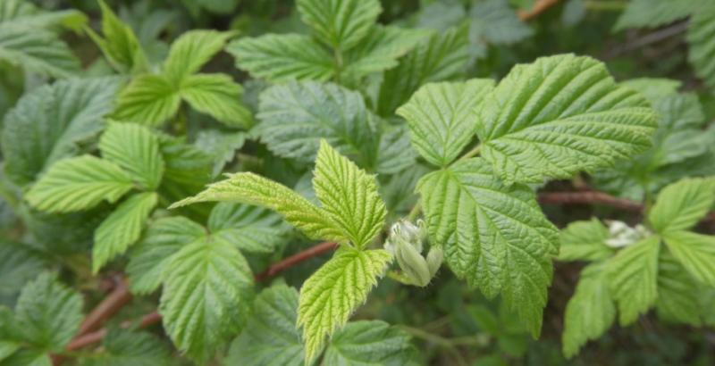 Як правильно розпочати сезон на плантації малини — рекомендації фахівця