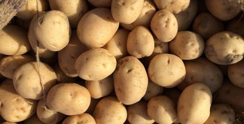 Ціна картоплі просіла більш ніж удвічі — Гусєва