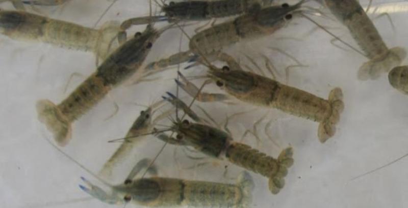 На Миколаївщині запрацювала мініферма із вирощування синіх раків