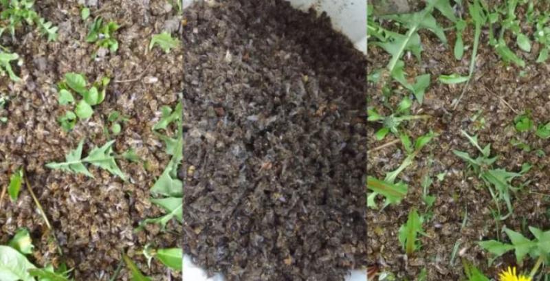 У пасічника з Буковини загинуло 95% бджіл