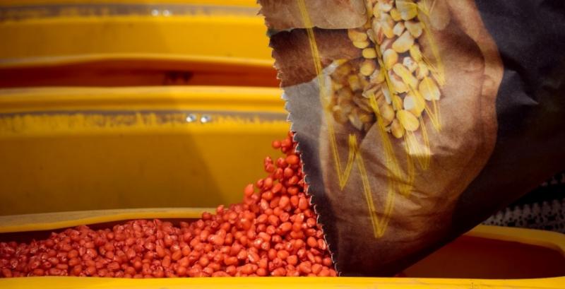 Темпи сівби кукурудзи удвічі нижчі за торішні