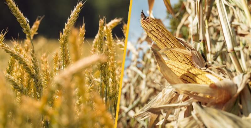 USDA оприлюднило перші прогнози щодо пшениці й кукурудзи на новий сезон