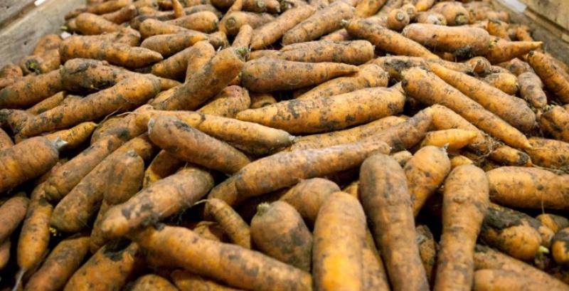 Фермери підвищили ціни на торішню моркву на 34%