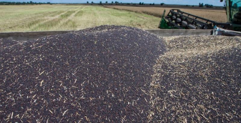 На експортному ринку ростуть ціни на ріпак нового врожаю
