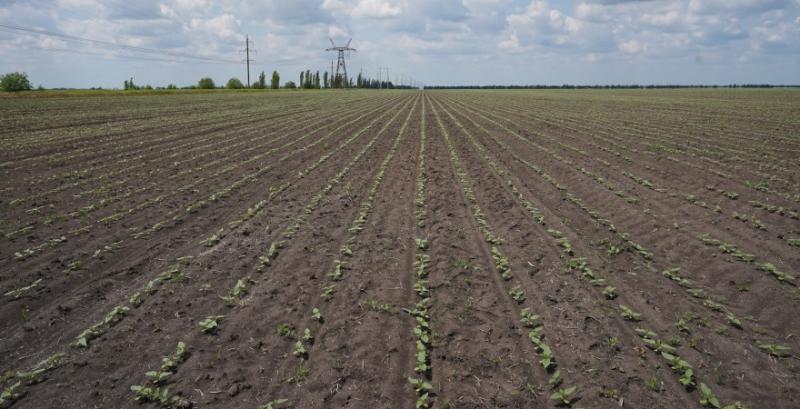 Посівна кукурудзи, соняшнику та сої на фінішній прямій