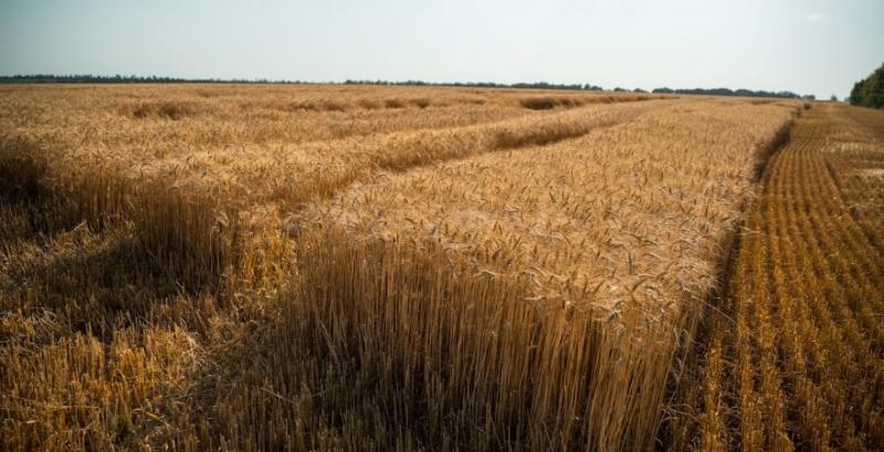Американські аграрії почали молотити пшеницю