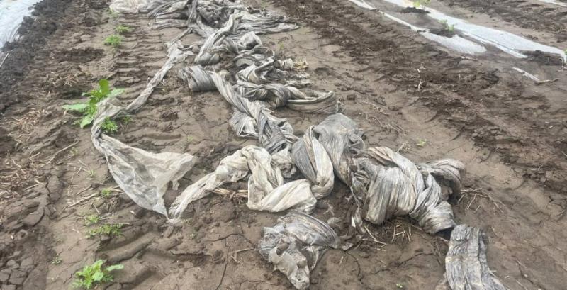 Злива змила систему поливу та розсаду кавунів на полі фермера з Черкащини