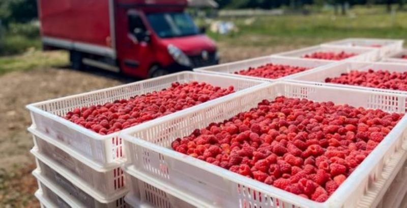 Врожай малини фермера з Харківщини Олега Кудлая Врожай малини фермера з Харківщини Олега Кудлая