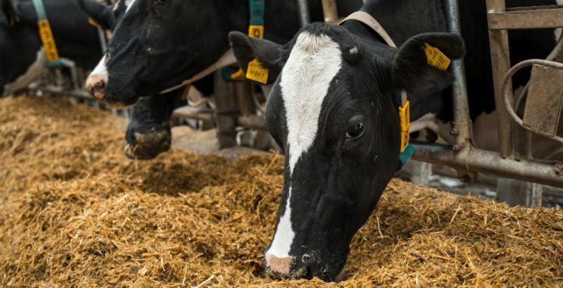 АВМ визначила найпродуктивніших корів України