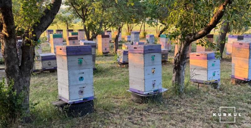 Цього року була реальна проблема з купівлею маток — пасічник Цього року була реальна проблема з купівлею маток — пасічник
