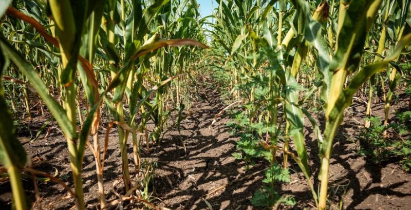 Запаси продуктивної вологи в ґрунті залишаються недостатніми попри дощі