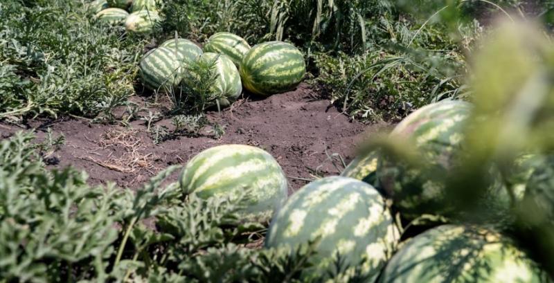 2 грн за кілограм: як обстріли й логістика обвалили ціни на херсонський кавун