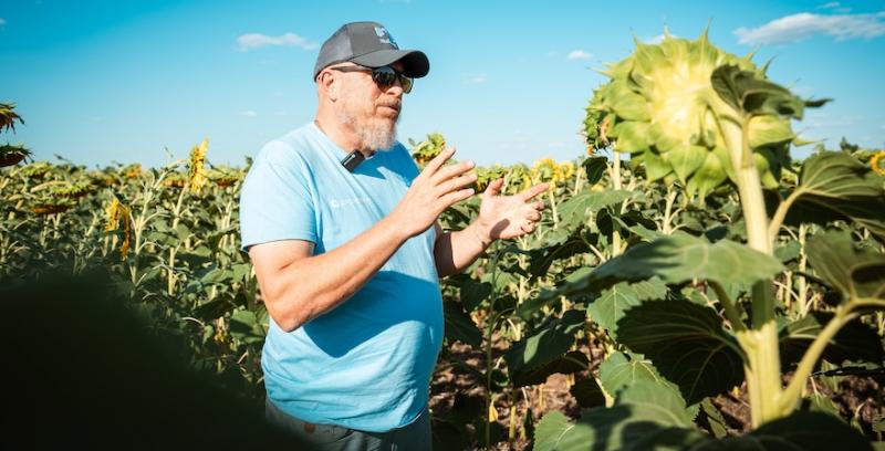 Експорт соняшнику з України може зрости у 5 разів у вересні-листопаді
