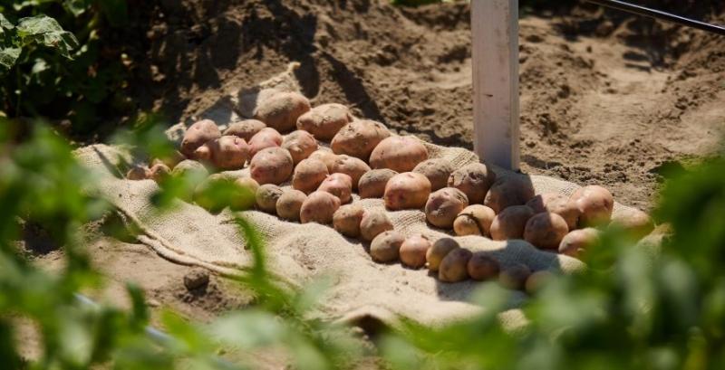 На Волині створили аграрний кластер із розвитку картоплярства