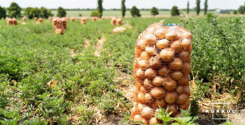 Фермери підвищили ціни на цибулю на 21% Фермери підвищили ціни на цибулю на 21%