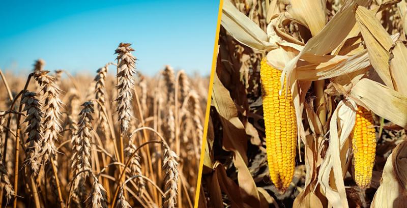 USDA переглянуло прогнози щодо зернових на 2026/27 маркетинговий рік