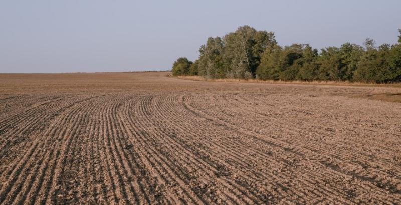 Аграрії засіяли понад 170 тисяч га озимих зернових під урожай наступного року