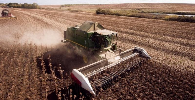 Велика пропозиція соняшнику тисне на закупівельні ціни Велика пропозиція соняшнику тисне на закупівельні ціни