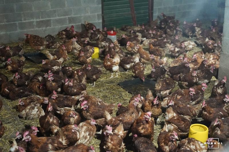 Шість генераторів і 1000 л дизпалива в резерві: як птахоферма готується до зими Шість генераторів і 1000 л дизпалива в резерві: як птахоферма готується до зими