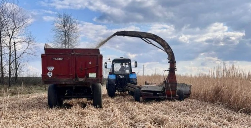 Збір міскантуса Збір міскантуса