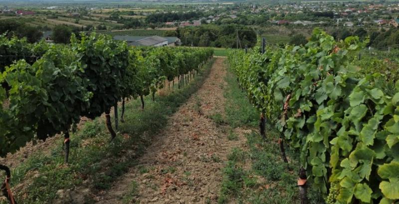 Виноградники KRITSKI WINERY Виноградники KRITSKI WINERY