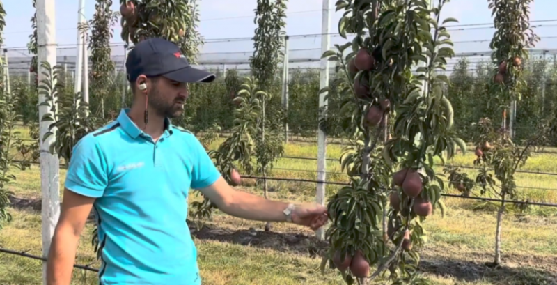 Іванівська Калина планує розширити грушевий сад та збудувати фруктосховище